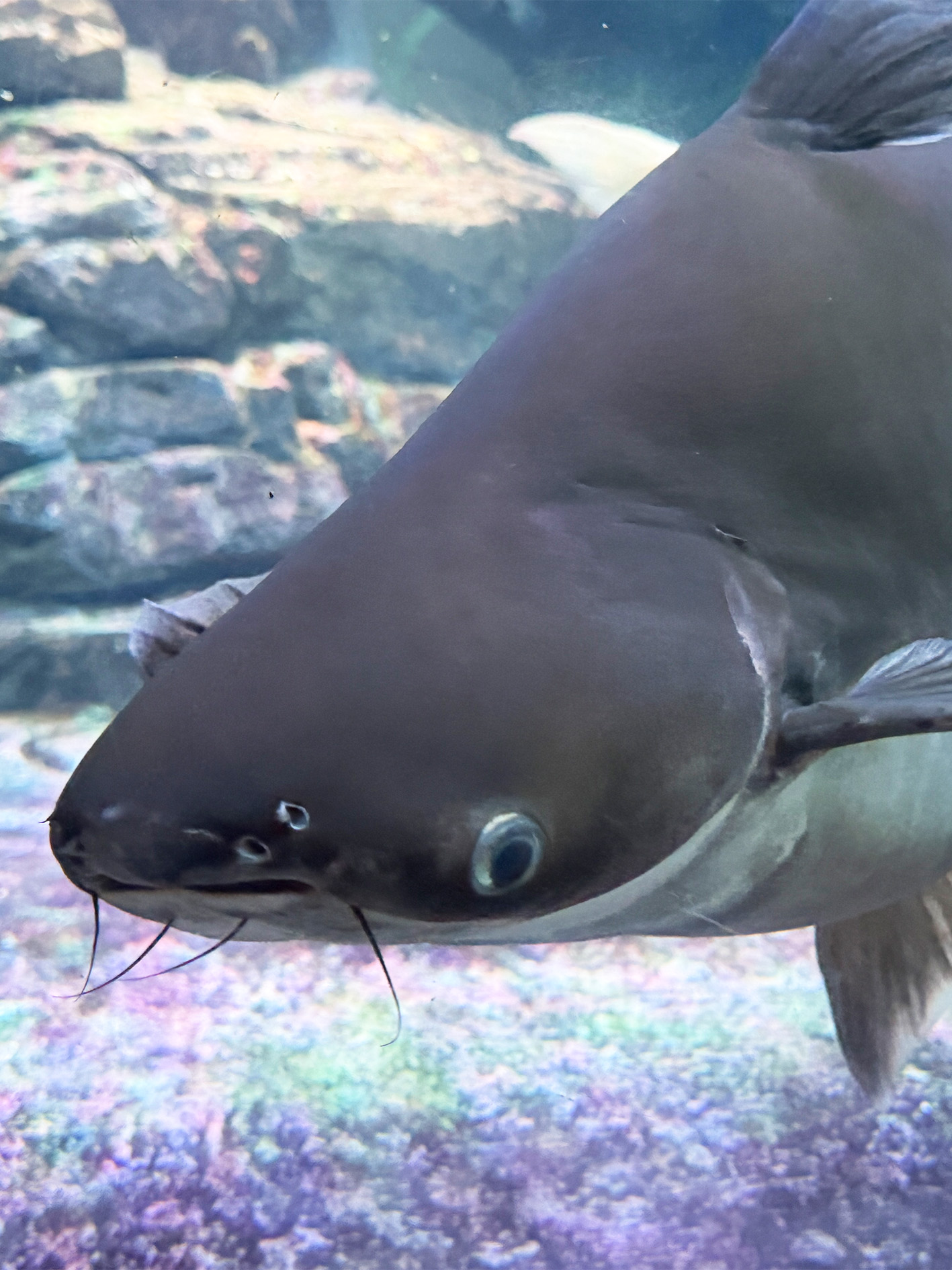 Chitala (Featherback Fish)