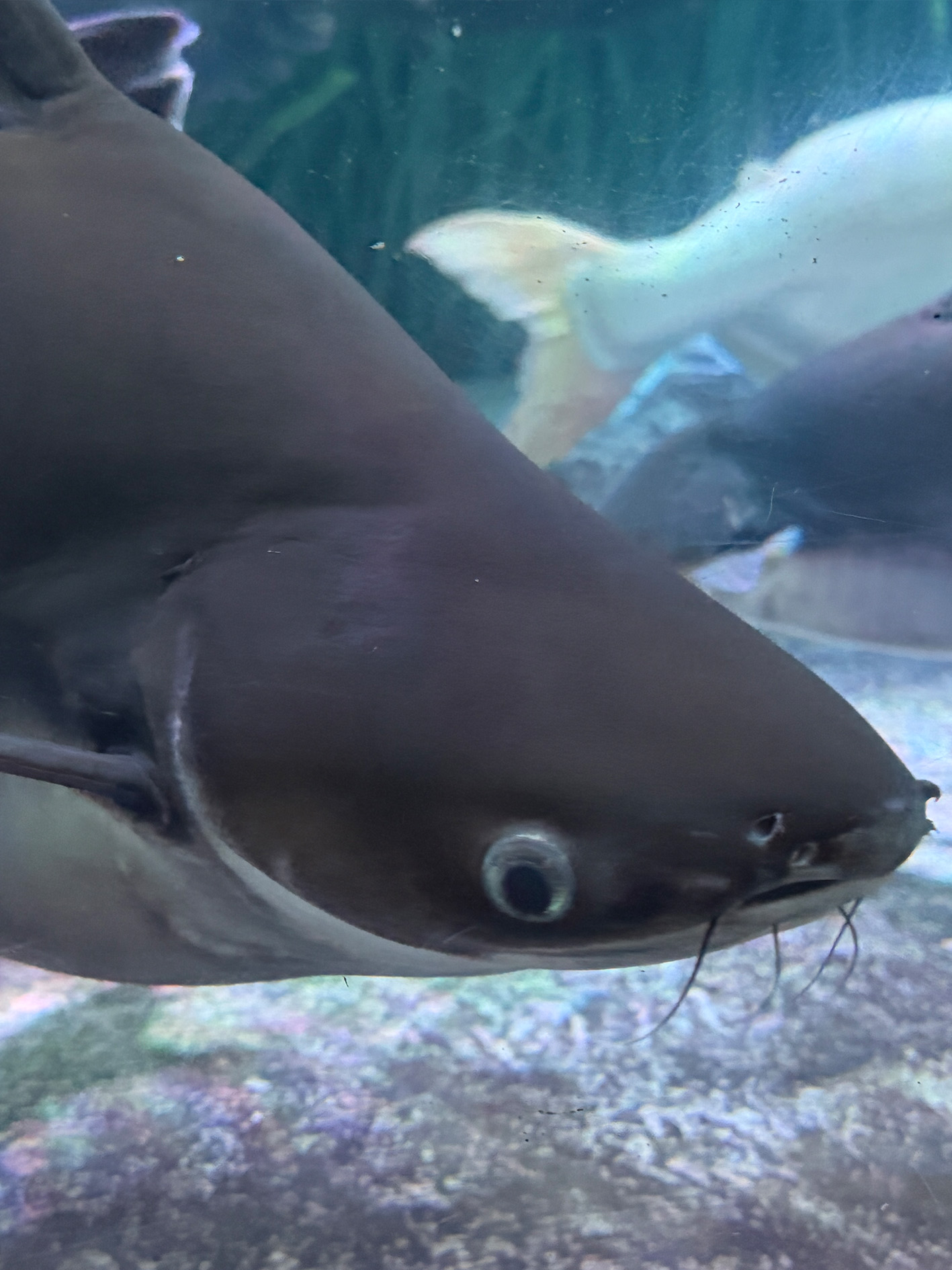 Chitala (Featherback Fish)