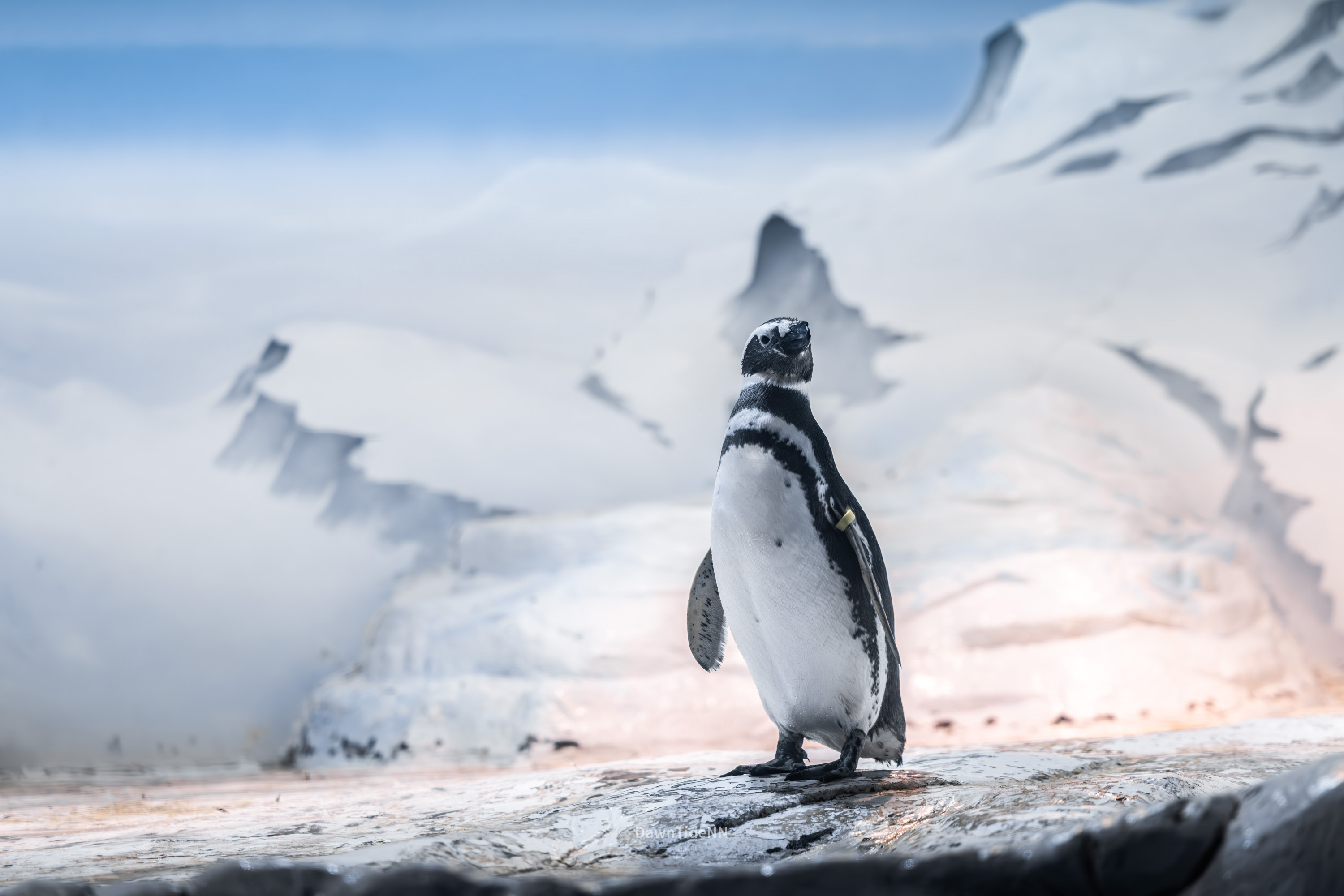 Magellanic Penguin
