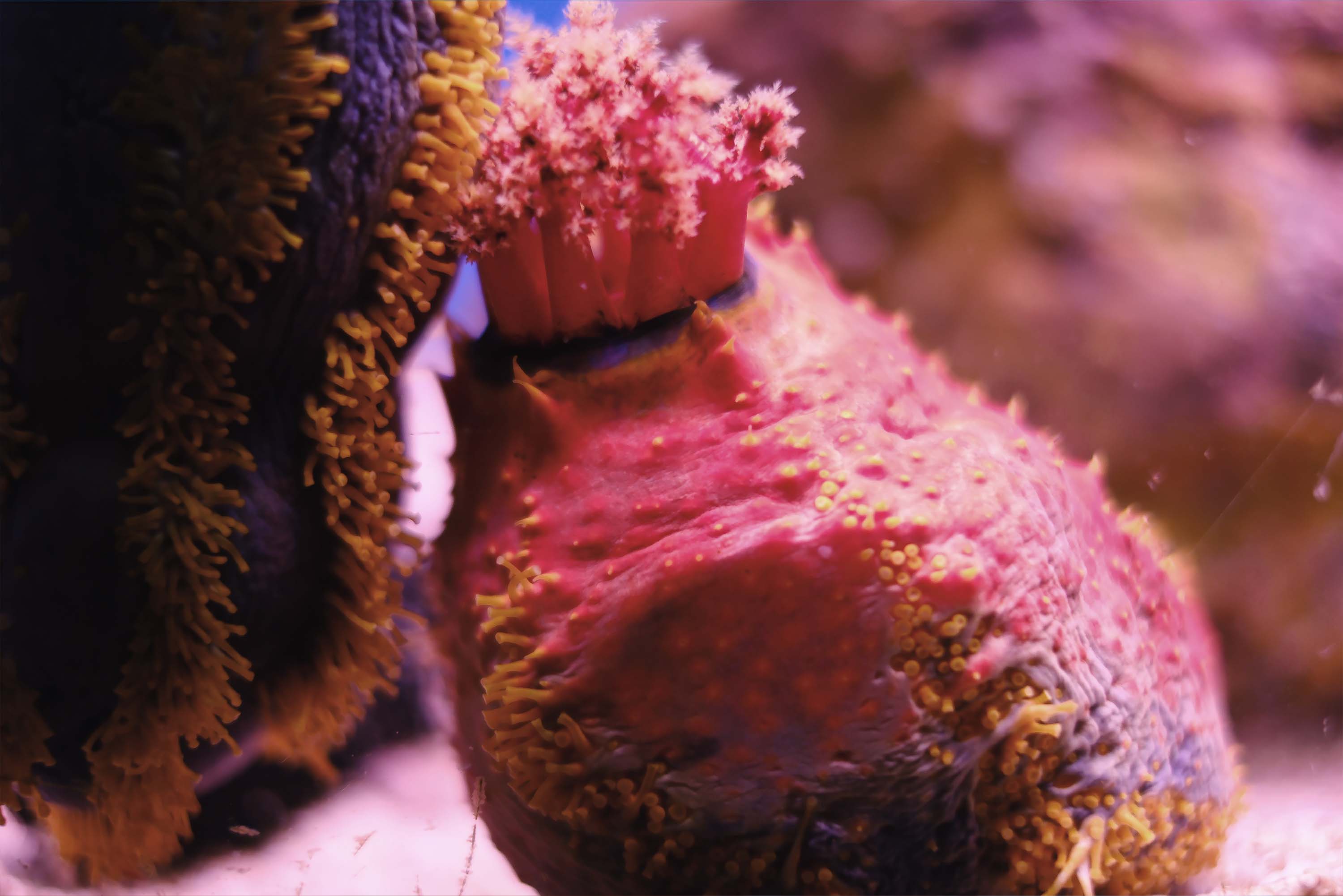 Sea Apple