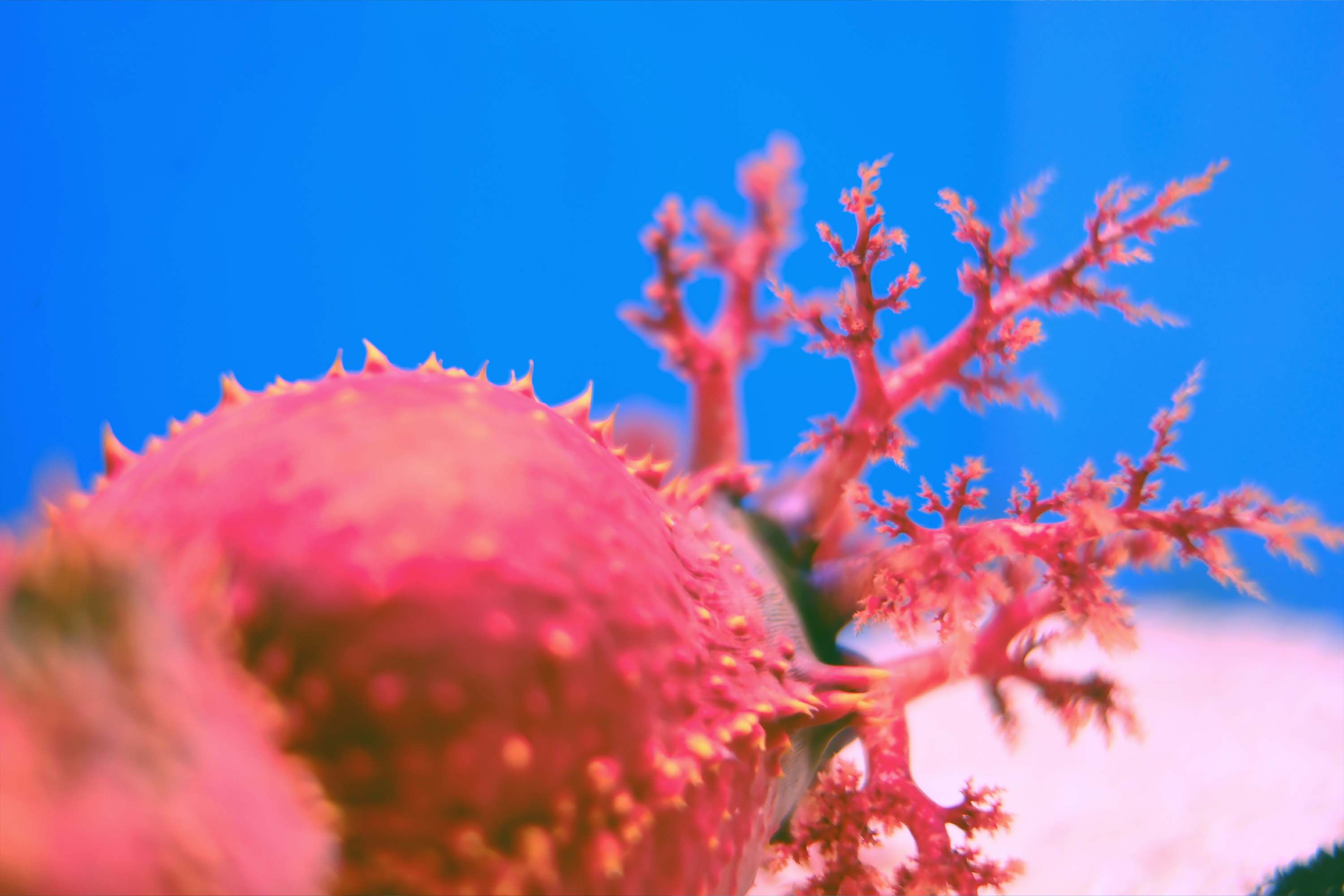 Sea Apple