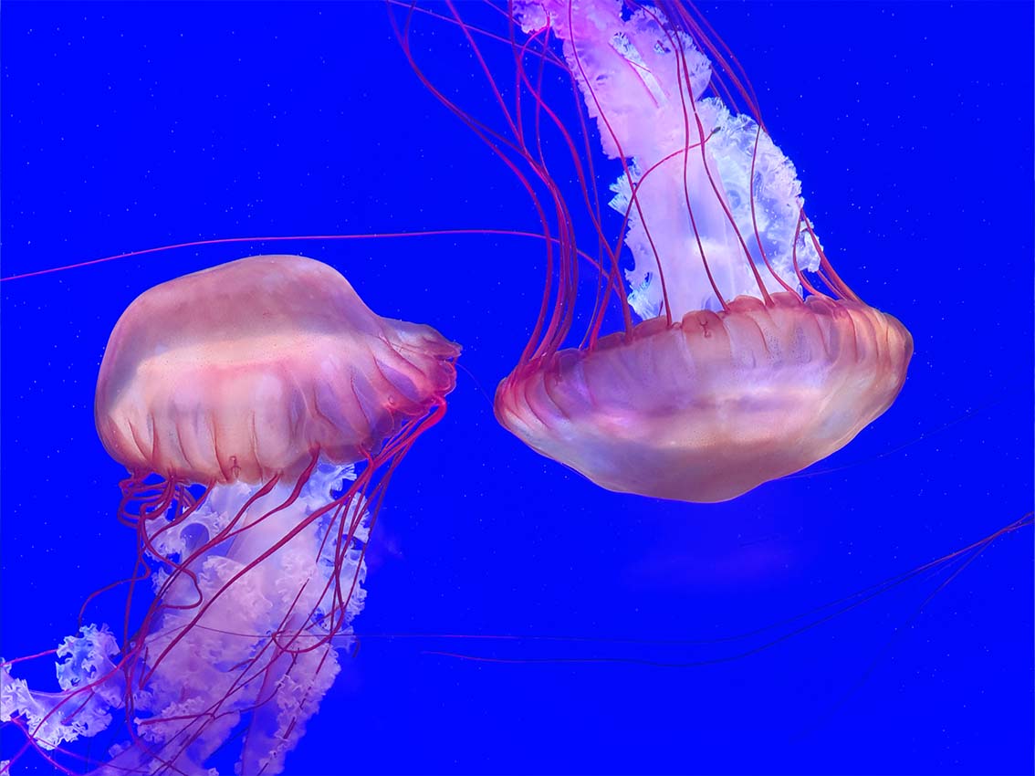 Pacific Sea Nettles