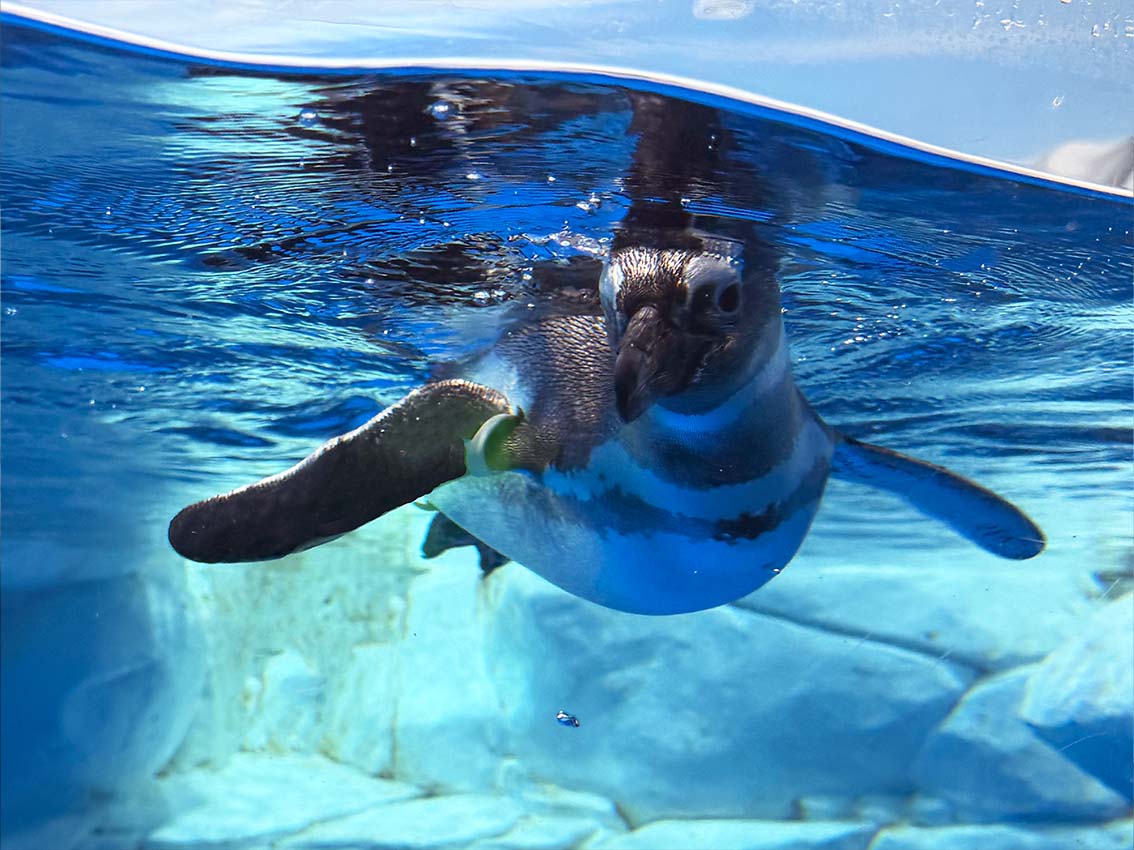 Magellanic Penguin