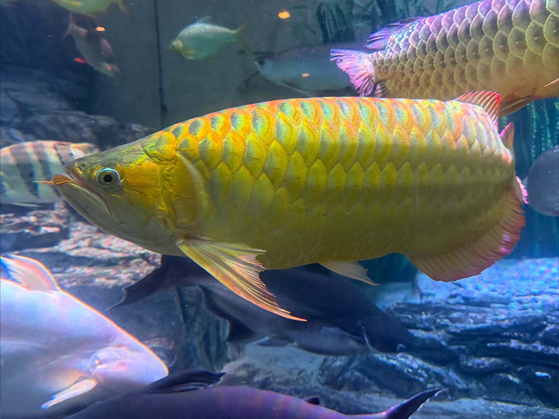 Asian Arowana