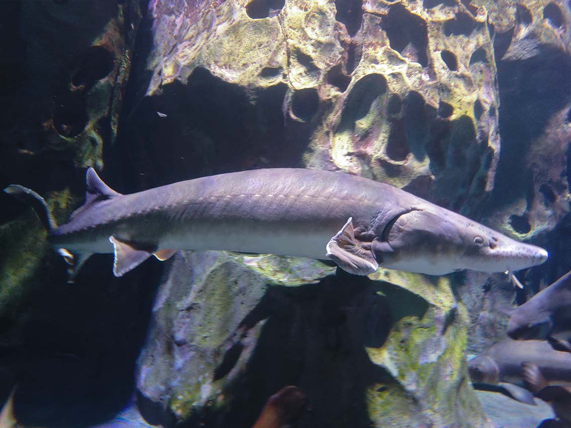 Chinese Sturgeon