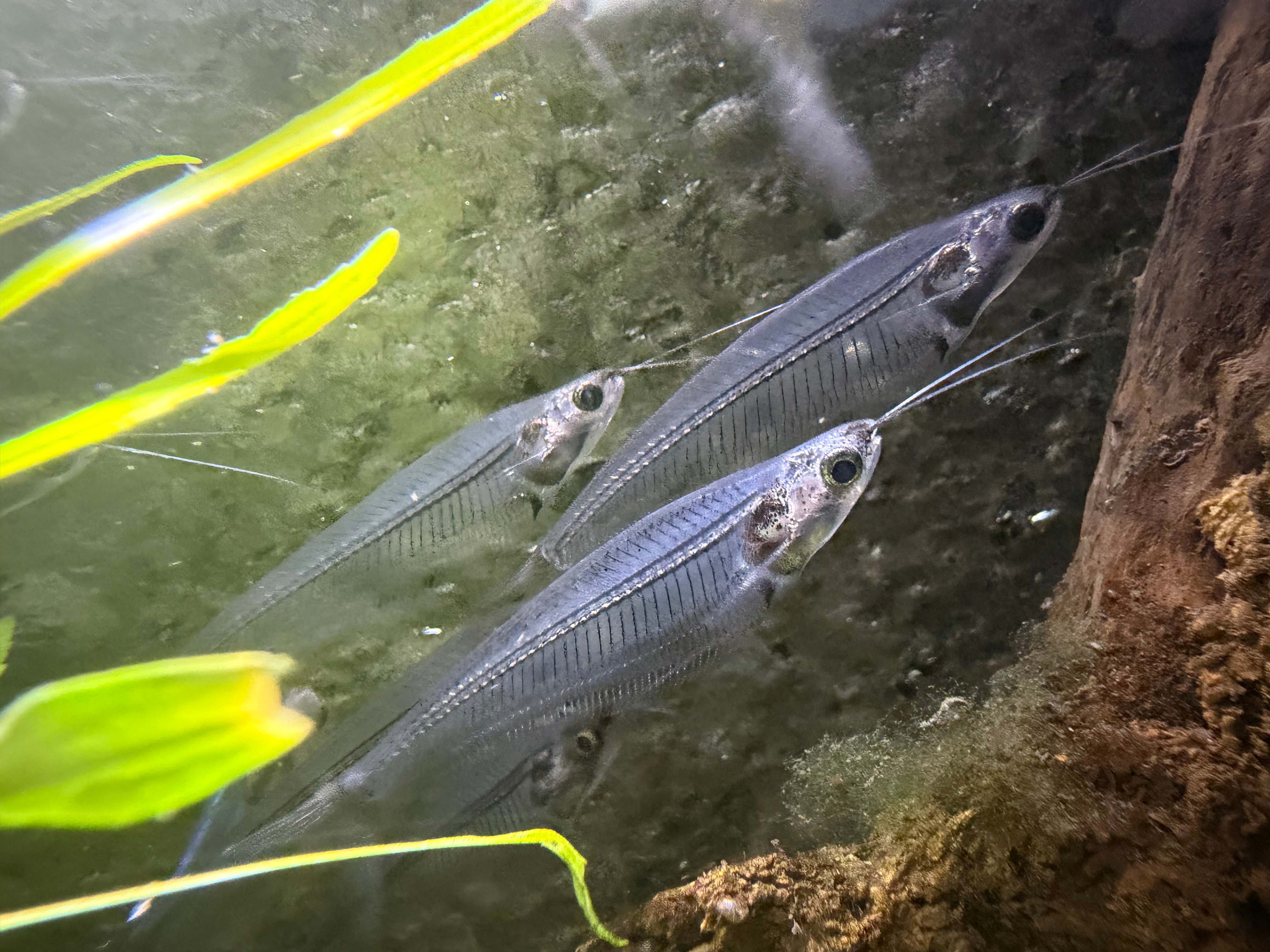 Glass Catfish