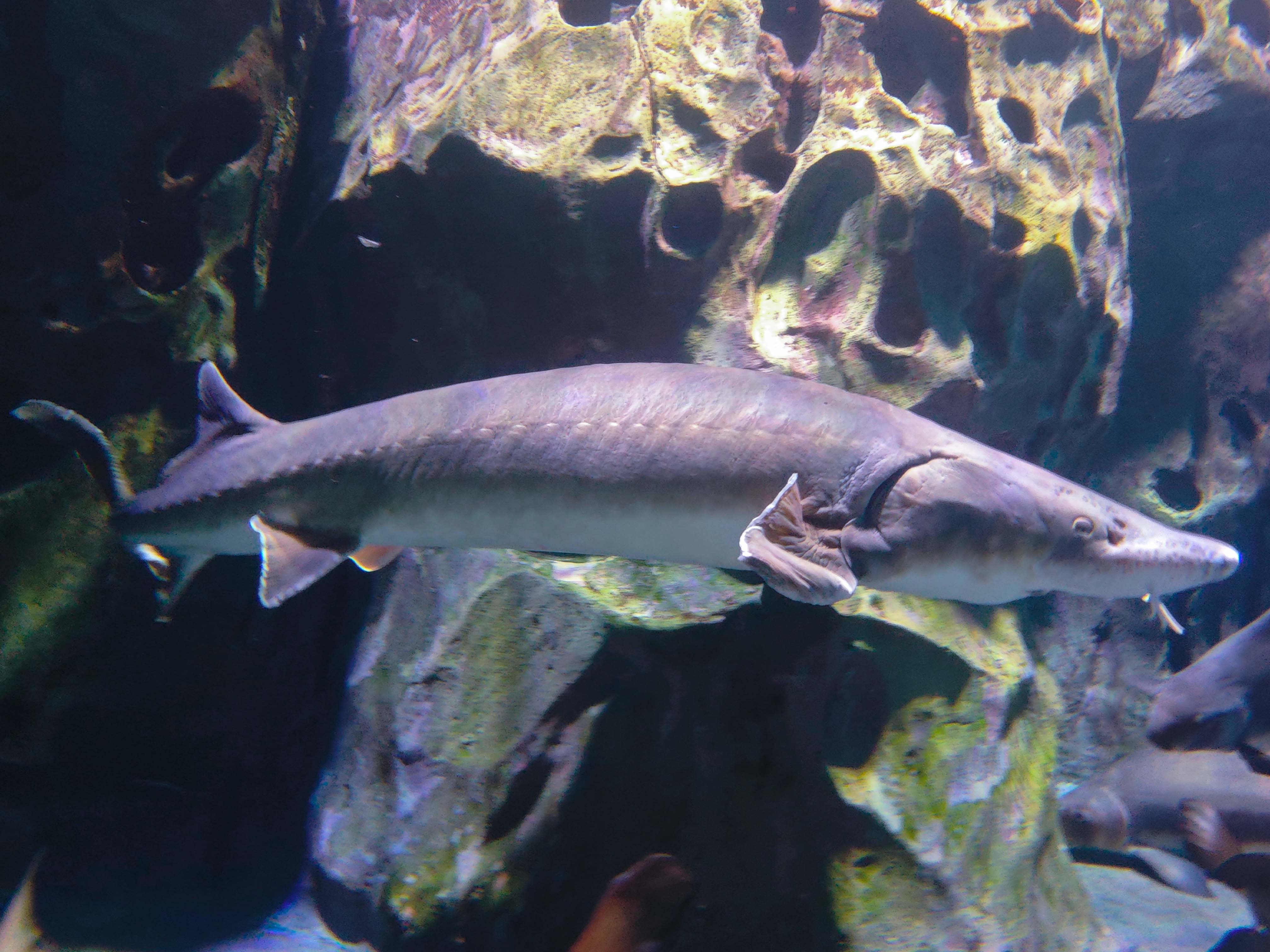 Chinese Sturgeon