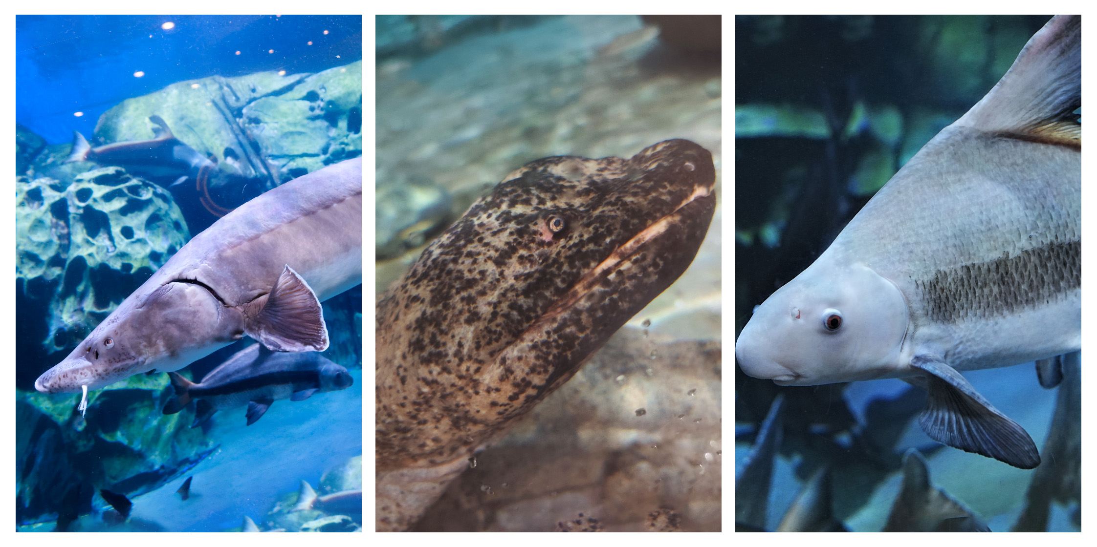 Immersively Unlocking the Mysteries of China's Aquatic Life