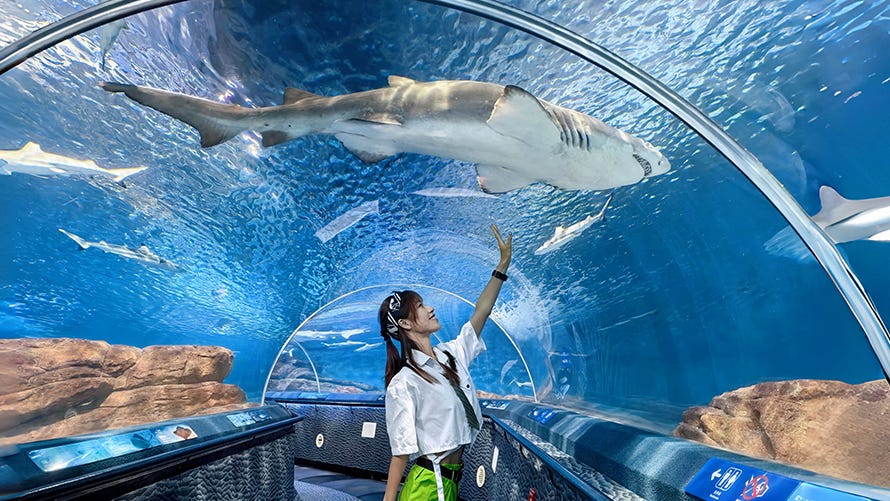 image/鲨鱼海湾.jpg?6bKo6bG85rW35rm+LmpwZw==